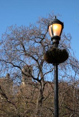 Lamp & Catalpa Tree