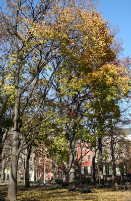 Washington Square North View