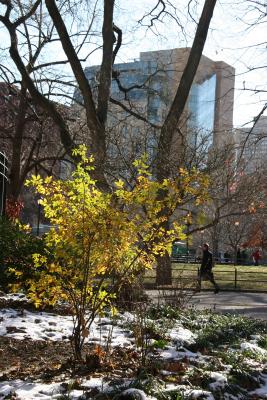 Rose Bush & NYU Student Center