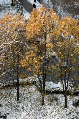 Sunrise on the Pear Trees