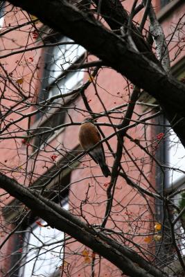 Robin in a Hawthorne Tree
