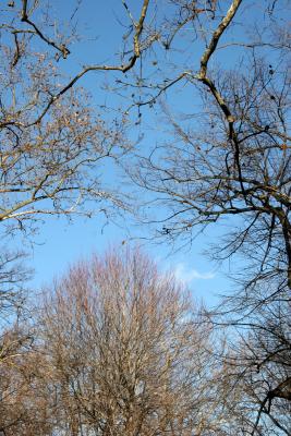 Maple Framed with Sycamore Branches