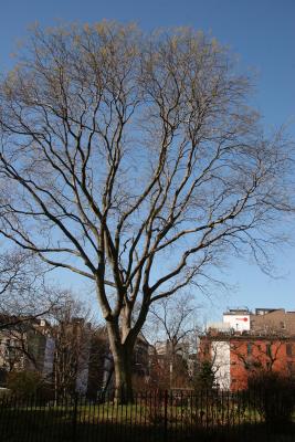 Japanese Pagoda Tree