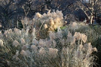 Pampas Grass