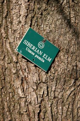Siberian Elm Bark