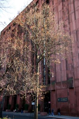 Oak Tree & NYU Library