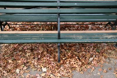 Empty Bench and Oak Leaves