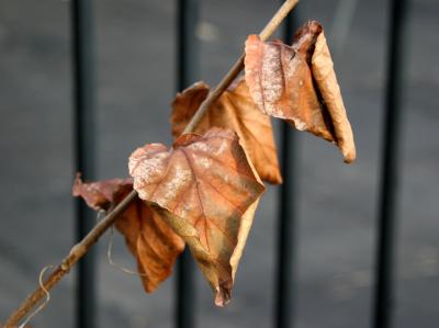 Witch Hazel Foliage