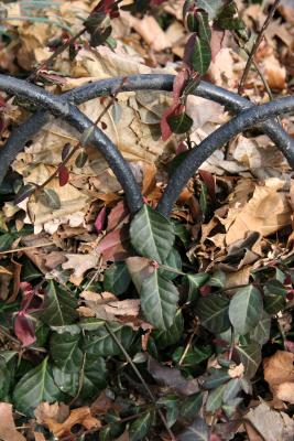 Ground Foliage