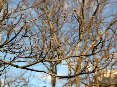 Dogwood Buds