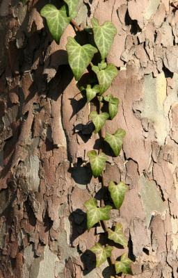 Ivy on a Sycamore Tree Trunk