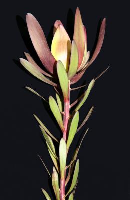 Leucadendron salignum - Common Sunshine Conebush