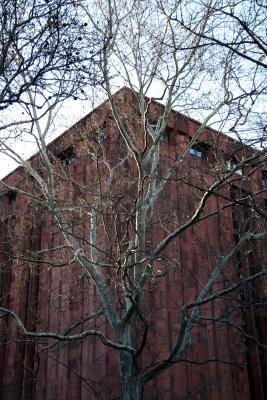 Sycamore Tree & NYU Library