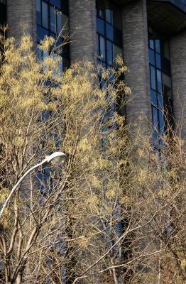 Street Light & Scholar Trees at NYU's Courant Institute of Mathematics