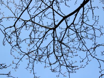 Dogwood Buds