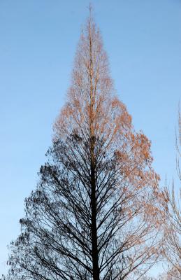 Dawn Redwood or Metasequoia glyptostrodoides