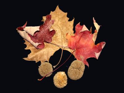 Red Maple Leaves & a Sycamore Tree Leaf with Seed Balls