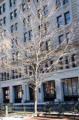 Maple Tree & NYU Main Building at Washington Square East