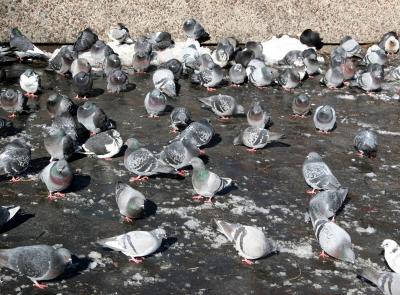 Pigeons Catching Sun Rays