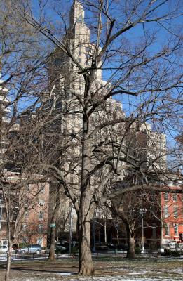Elm Tree with Fifth Avenue View