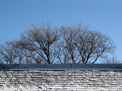 Utility Building Roof & Oak Tree Tops