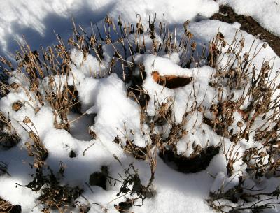 Chrysanthemums in the Snow