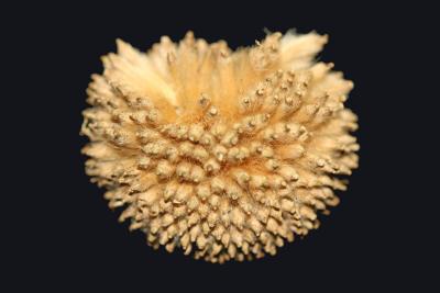 Sycamore Seed Ball