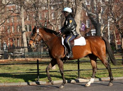 New York City Policewoman on a Horse