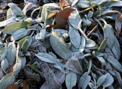 Frost on Lamb's Ears or Stachys
