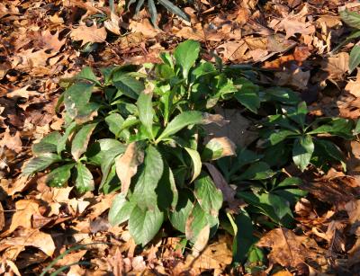 Helleborus Foliage