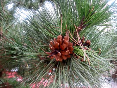 Pine Cone