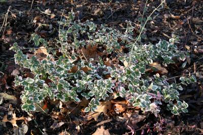 Ground Foliage