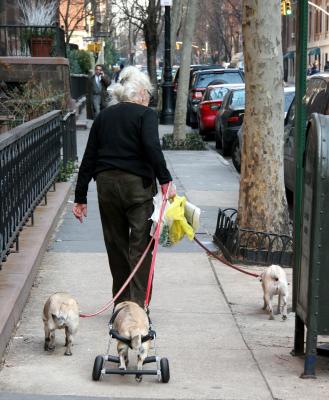 Out for a Stroll