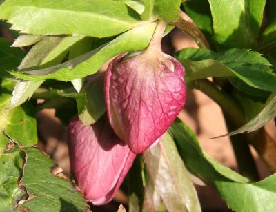 Helleborus or Lenten Rose Buds