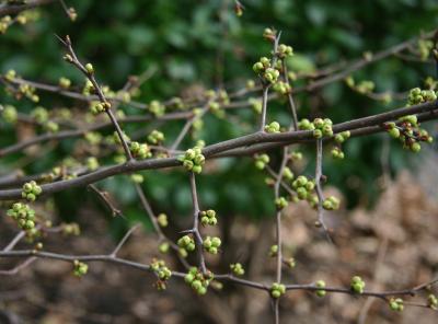 Spring Buds