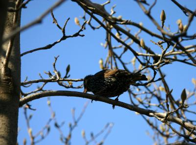 Starling in a Tulip Tree