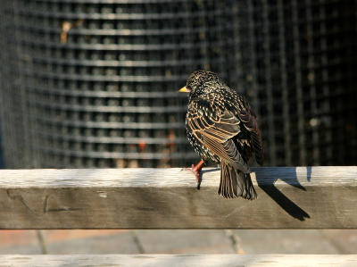 Starling on a Park Bench