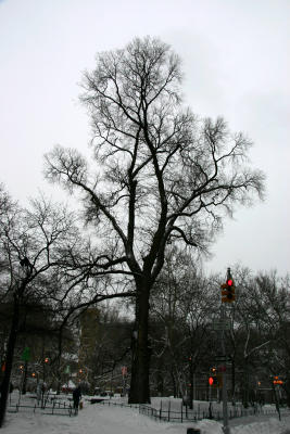 English Elm or 'Hangman's Tree' at Northwest  Corner - Southeast View