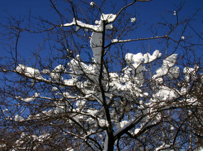 Crab Apple Tree Branches