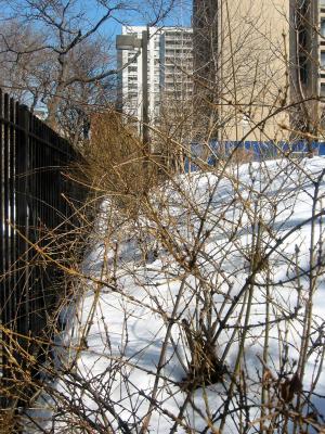 Forsythia Bushes - North View from LaGuardia Place