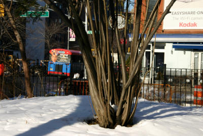 Corylus or Hazel Tree