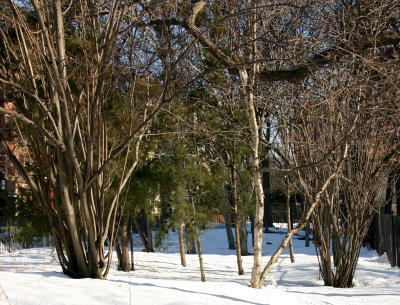 Corylus or Hazel Tree