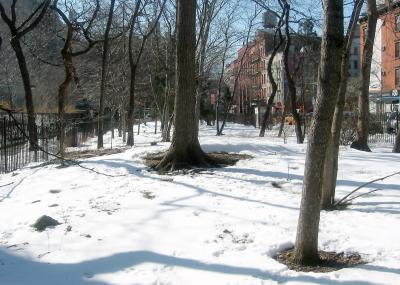 Oak Trees - Southwest View