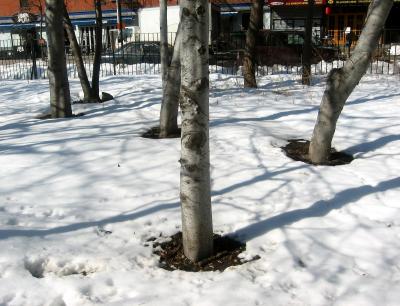 Beech Trees - Southwest View