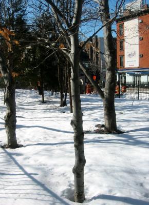 Beech Trees - Southwest View