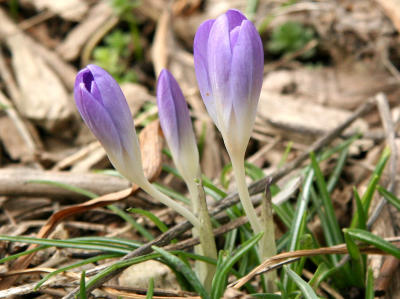 First Crocus Blooms