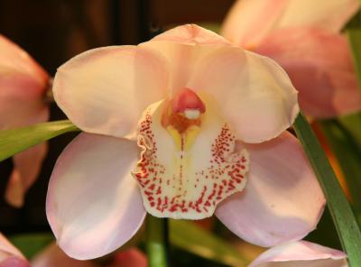 Orchids - Garden Supply Store