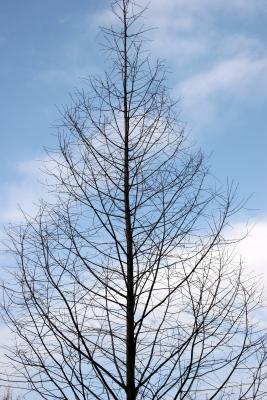 Golden Larch Tree