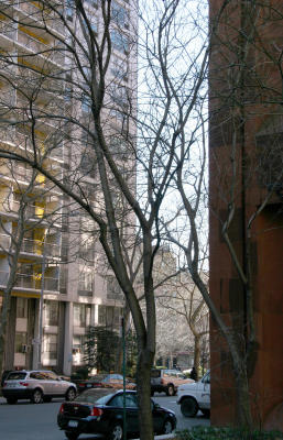 NYU Residence & Library