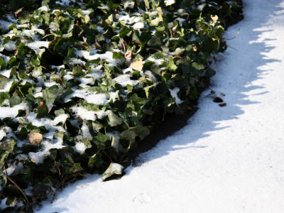 Ivy & Snow